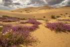 USA, California, Imperial Sand Dunes Recreation Area. Evening primrose and verbena flowers. Art Print